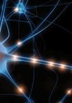 Teaching Unit. A Trip to the Universe of Neurons
