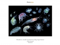 Plankton: small organisms of big importance” de Sanja Zamuda