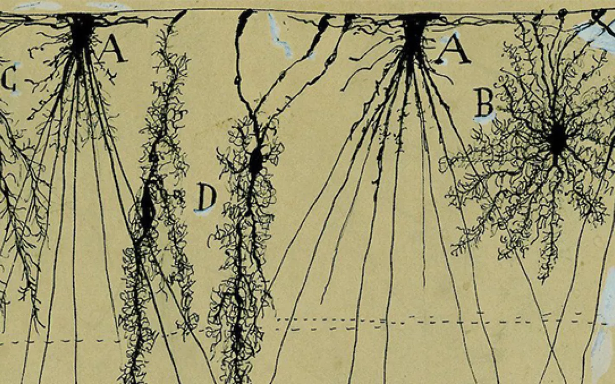 Científicos españoles en USA organizan un ciclo de conferencias para recordar la figura de Ramón y Cajal 