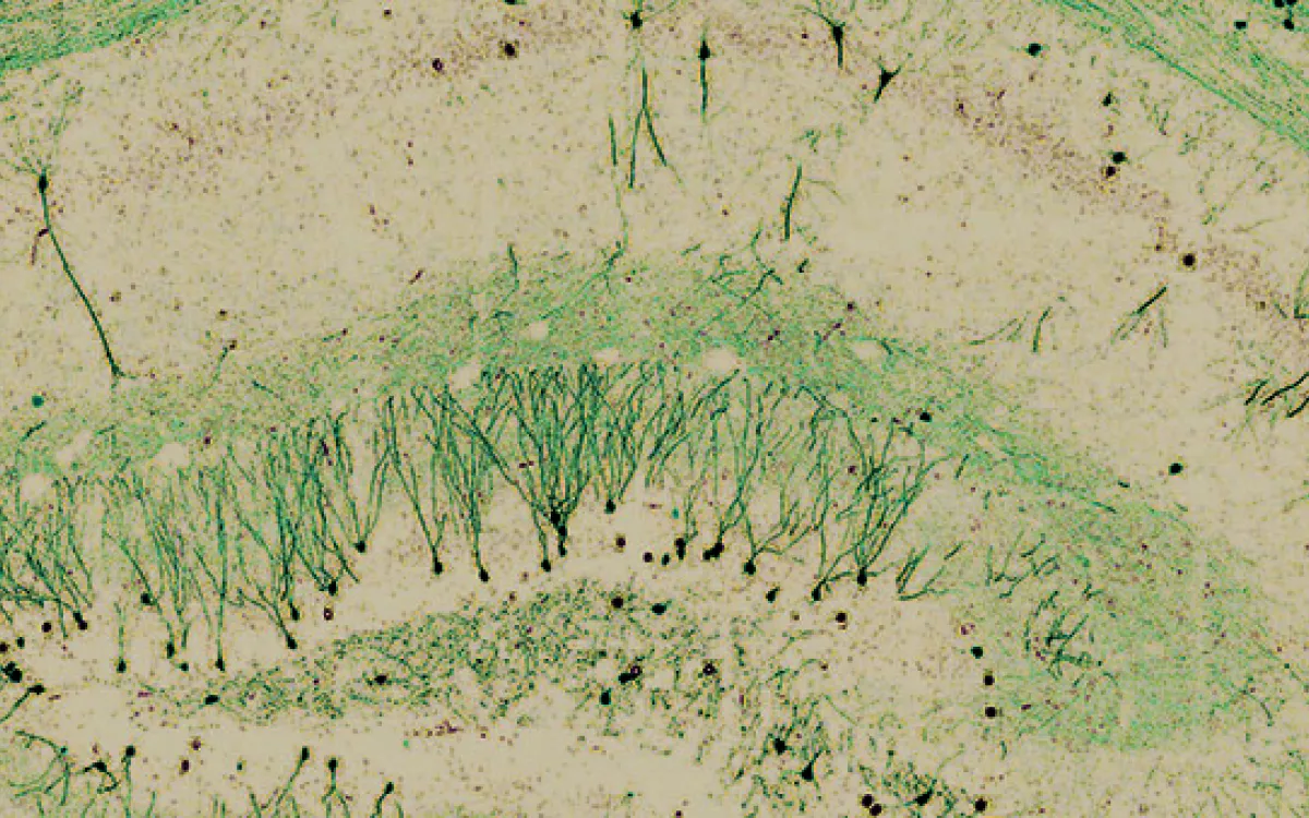La iniciativa FOTCIENCIA dedica una modalidad especial al Año Cajal