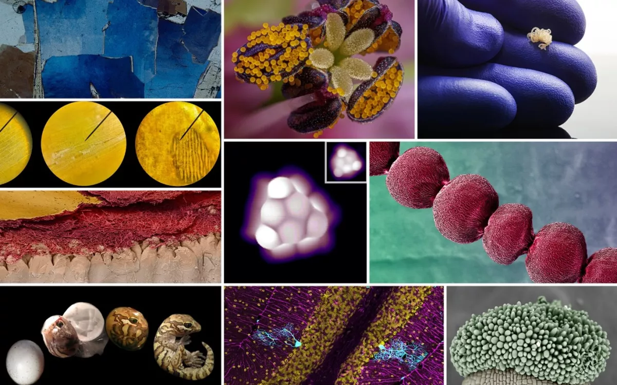 FOTCIENCIA presenta las mejores fotografías científicas de 2023