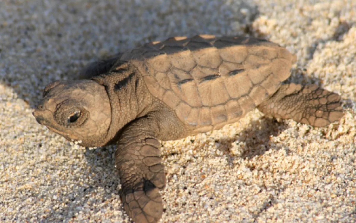 FECYT financia un proyecto de divulgación sobre la tortuga boba