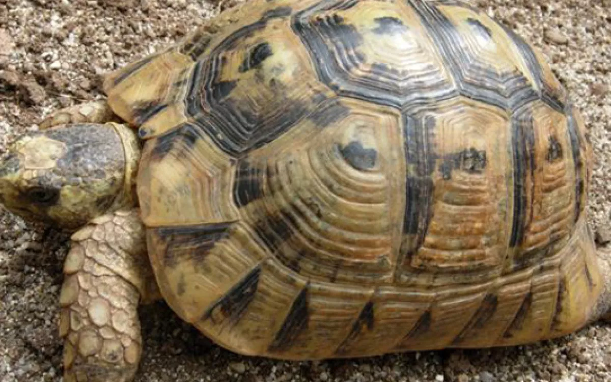 La FIEB trabaja en un programa de ayuda a la tortuga mora, especie en situación vulnerable