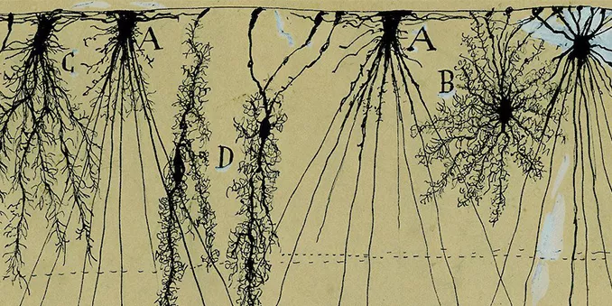 Científicos españoles en USA organizan un ciclo de conferencias para recordar la figura de Ramón y Cajal