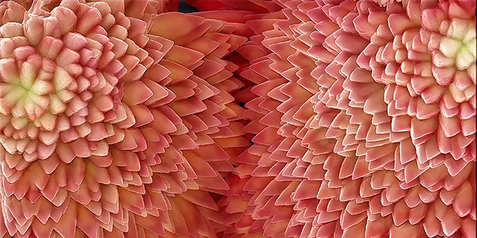 FOTCIENCIA anuncia las mejores fotografías científicas de 2021