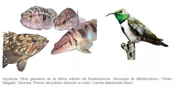 Arranca la sexta edición de Illustraciencia